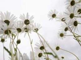 Wkład zapachowy Zielona stokrotka Fresh Fun