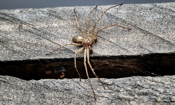 Kątnik domowy (Tegenaria domestica) – jak wygląda, czy jest groźny i co z nim zrobić?