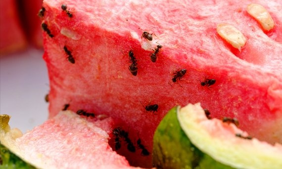 Mrówki ogrodowe – owady społeczne i pracowite