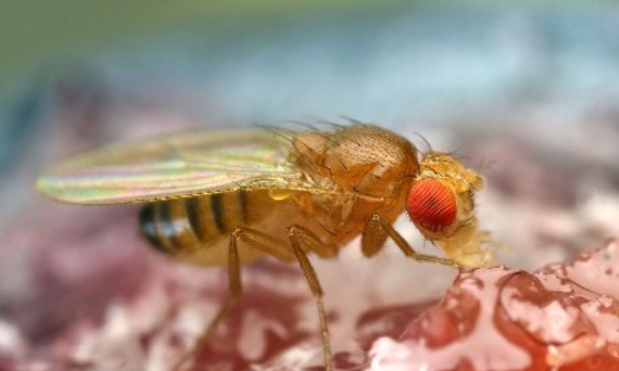 Muszki owocówki – kto nie ma z nimi problemów?