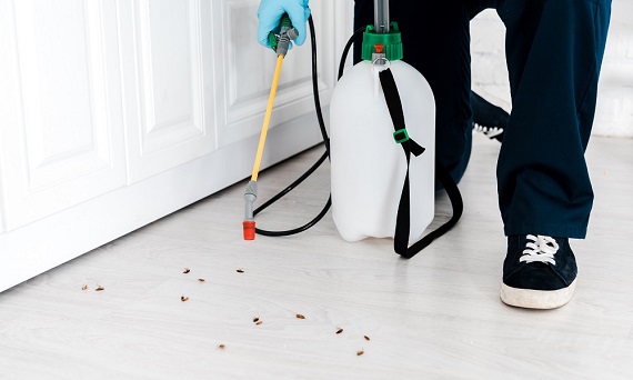 Jak pozbyć się karaluchów z mieszkania?