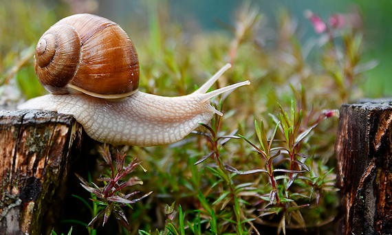 Ślimaki – z jednej strony przydatne, z drugiej szkodliwe…