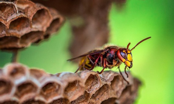 Szerszenie, czyli nie taki diabeł straszny, jakim go malują